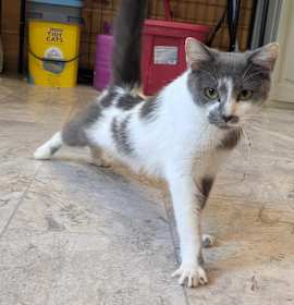 Photo of Cable (aka Mama)