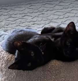 Photo of Ripley & Mako