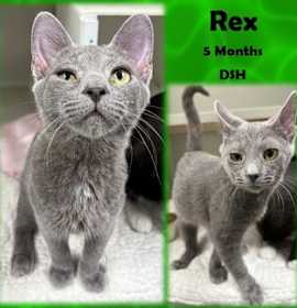 Photo of Rex