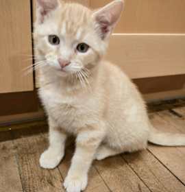 Photo of (dg) Martin (pending)