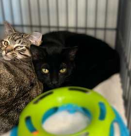 Photo of Petsmart Employee