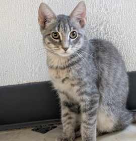 Photo of Little Gray