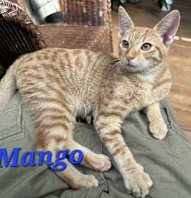 Photo of Mango