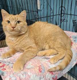 Photo of 6778 (Ginger)