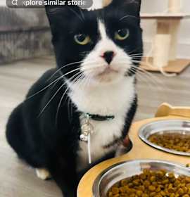 Photo of Baubles (Pounce Cat Cafe)