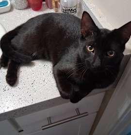 Photo of Pantera/Panther