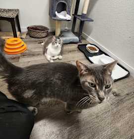 Photo of Midnight #7