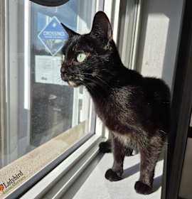 Photo of Crème Brûlée