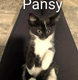 Photo of Pansey