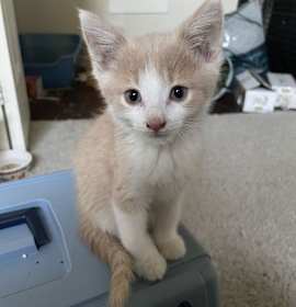 Photo of Cg Litter Dune - ADOPTION PENDING