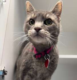 Photo of Bella - AVAILABLE