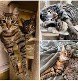 Photo of Abby & Maddie (Courtesy Post)