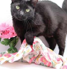 Photo of Black Beauty III