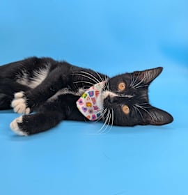 Photo of Mercedes (Luxury Model)