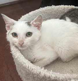 Photo of Lord Beerus