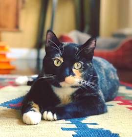 Photo of Bridget aka Minou