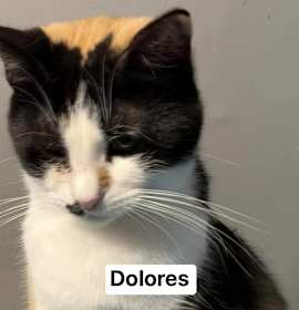 Photo of Dolores