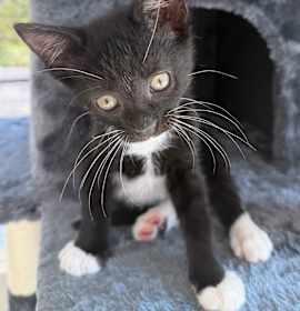 Photo of Mittens - ADOPTION PENDING!