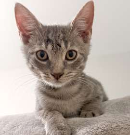 Photo of Smokey - ADOPTION PENDING!