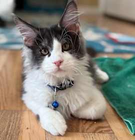 Photo of FL - Kristoff (MCR)