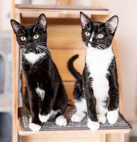 Photo of Rick & Louis - bonded brother kittens