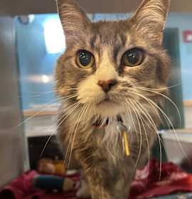 Photo of Angel - AVAILABLE