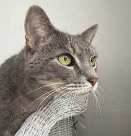 Photo of Juggles 55476