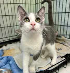 Photo of Cinnamon (and Honey)