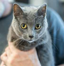 Photo of GREYS-30229