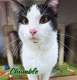 Photo of Chumble