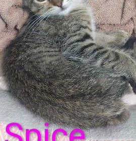 Photo of Spice
