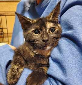 Photo of Twiggy (Bonded with Rupert)