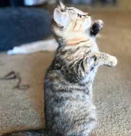 Photo of Kismet 4875