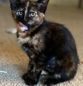 Photo of Pumpernickel 4874