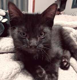 Photo of (dt) Pugsly