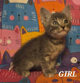 Photo of Princess Celestia