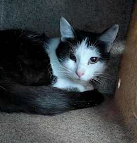 Photo of Billie Holiday