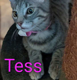 Photo of Tess