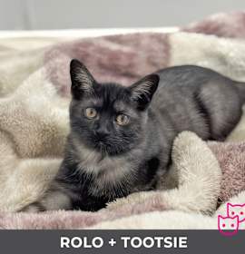 Photo of Rolo (bonded with Tootsie)