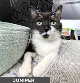 Photo of Juniper