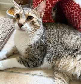 Photo of Brian (Bonded with Timmy)