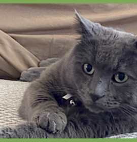 Photo of Blue
