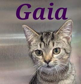 Photo of Gaia
