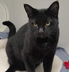 Photo of Midnight Star