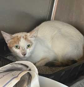 Photo of Tinker bell