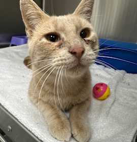 Photo of Jack Skellington