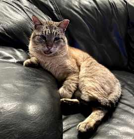 Photo of Johnny Cage