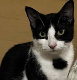 Photo of Penelope KITTEN