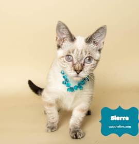 Photo of SIERRA (Bulldog Kitten)