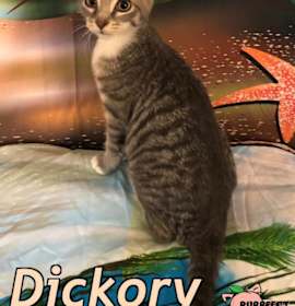 Photo of Dickory